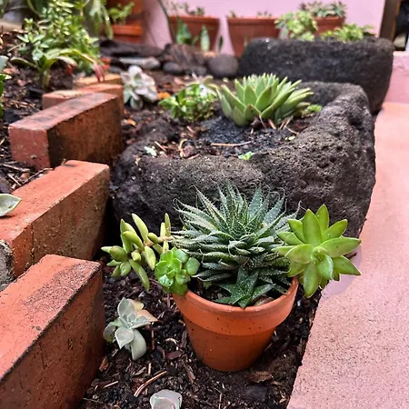 Апартаменты Loft In Madeira